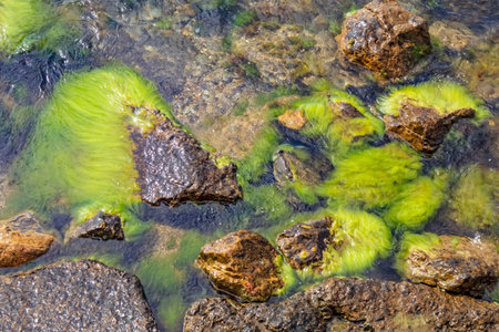 cliffs and green algae on the seashore