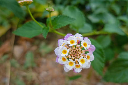 close up lantana camara flowers and green leaves in natureの写真素材