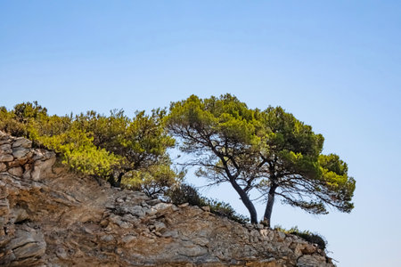 pine trees and green leaves in natureの写真素材