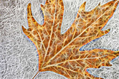 Fractal Art. Autumn leaf on gray background.の写真素材