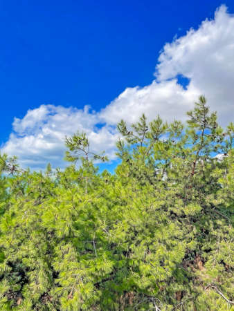 pine trees and blue sky with white cloudsの写真素材
