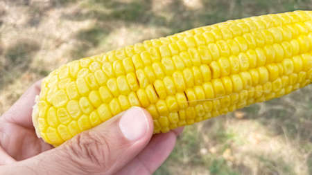 ready to eat corn on the cob