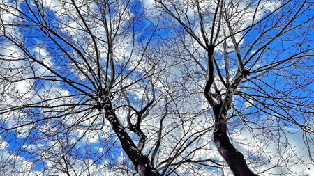 branches against blue sky in nature
