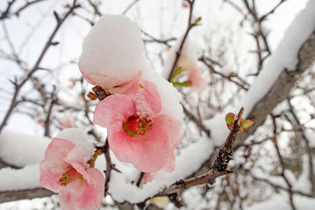 spring flowers under the snow in winter season.の写真素材