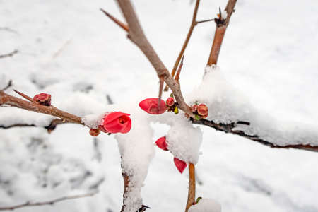 spring flowers under the snow in winter season.の写真素材