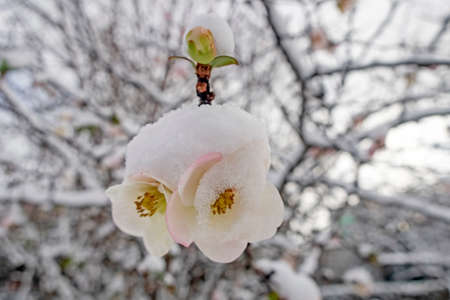 spring flowers under the snow in winter season.の写真素材