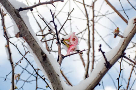 spring flowers under the snow in winter season.