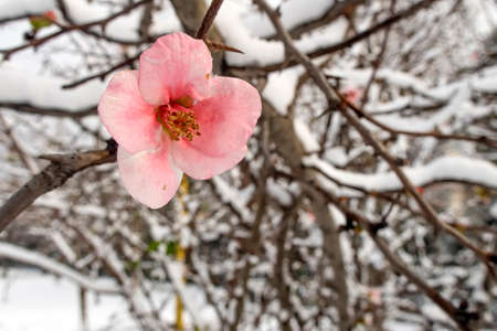 spring flowers under the snow in winter season.