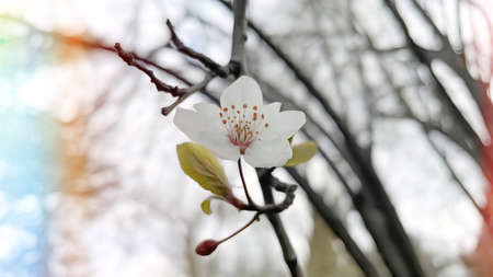 Close up spring flowers on tree branches in nature