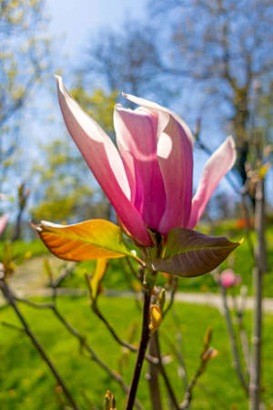 Magnolia tree and purple magnolia flower in natureの写真素材