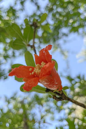 organic farming. Pomegranate tree in nature with green leaves.