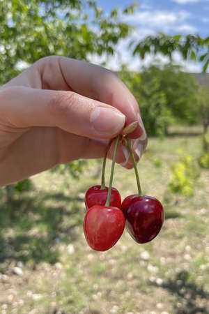 organic farming. Cherry is one of the most delicious fruits of summer.