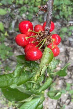 organic farming. Cherry is one of the most delicious fruits of summer.