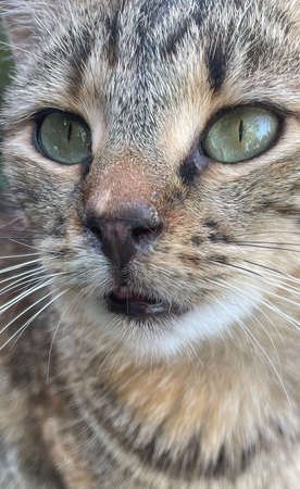 close up of a tabby cat portrait