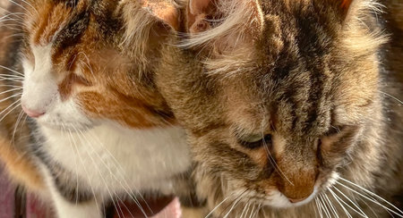 Close-up of two cats looking at each other in the sunの写真素材