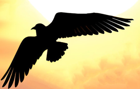 Silhouette of a flying seagull on a background of the sunset