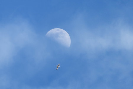 A seagull flies in the blue sky with the moon.の写真素材