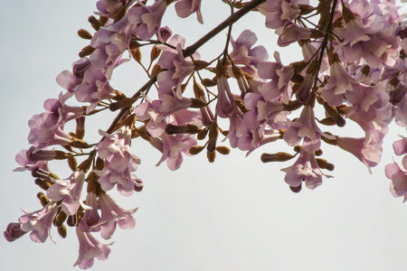 Jacaranda flowers on a white background, closeup of photo