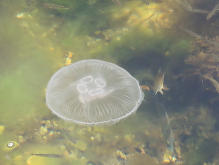 Jellyfish floating in the water, closeup of photo.の写真素材