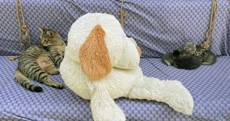 Cute cat and kittens sleeping together on the sofa at home with plush toy dog