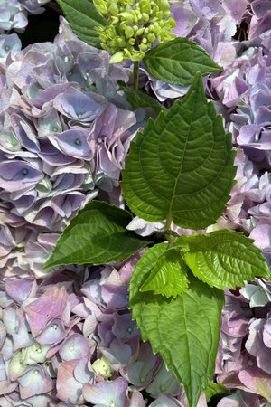 Hydrangea flowers in the garden. Hydrangea macrophylla