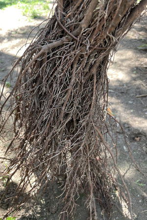 Roots of a tree in the garden. close-up.