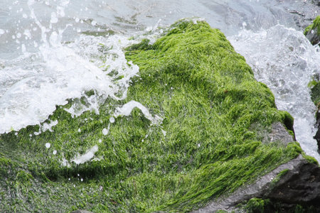 Green algae on the rocks in the sea, closeup of photo