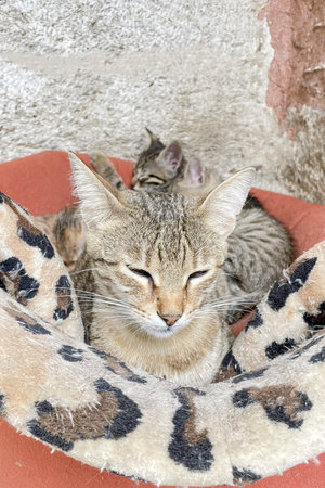Cat sleeping in a basket on the terrace of the house.