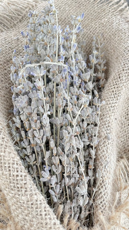 Bunch of dried lavender flowers on sackcloth, closeupの写真素材