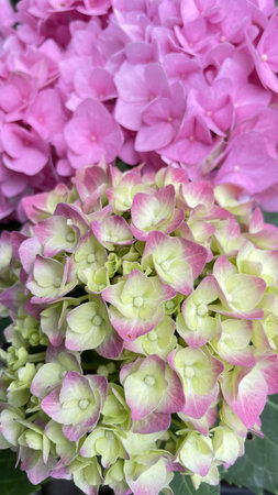 Hydrangea macrophylla is a species of flowering plant in the family Hydrangeaceae.