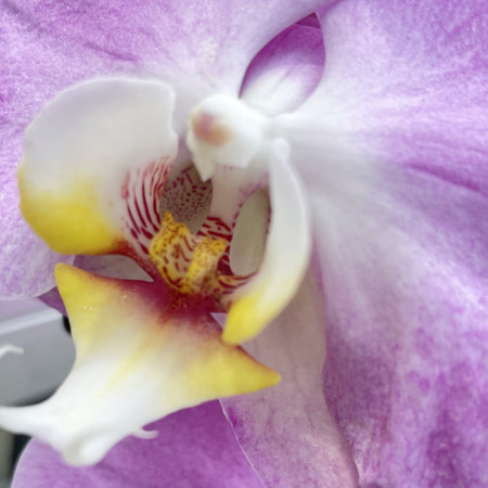 Close up of a purple orchid flower with yellow stamensの写真素材