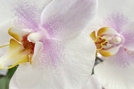 White orchid flower close-up, natural background, selective focusの写真素材