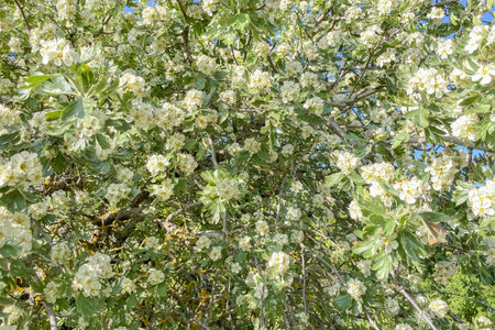 Blossoming branch of hawtorn tree with white flowers and green leavesの写真素材