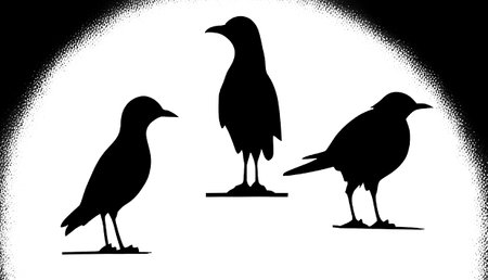 Silhouettes of birds on a white background. vector illustration.のイラスト素材