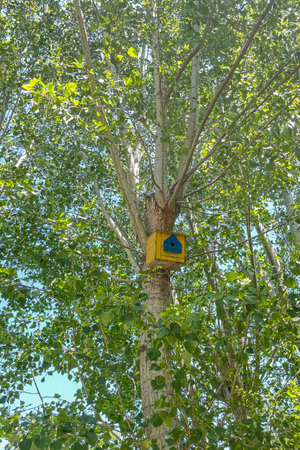 Birdhouse on a tree in the park. Nature in the summer.