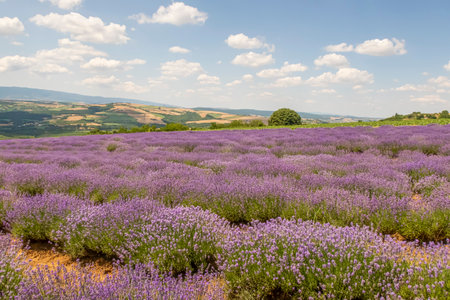 A Captivating Dance of Purple. An Adventure Amidst Lavender Flowers in the Lavender Fieldの写真素材