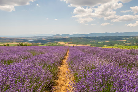 A Captivating Dance of Purple. An Adventure Amidst Lavender Flowers in the Lavender Fieldの写真素材