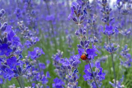 A Captivating Dance of Purple. An Adventure Amidst Lavender Flowers in the Lavender Fieldの写真素材