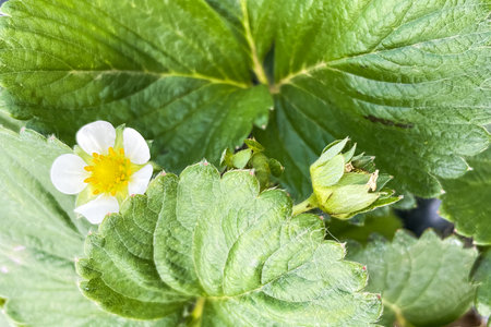 Strawberry Farming. Steps for High Yield and Quality Harvest. Strawberry Cultivation and Agricultural Techniques. Building a Successful Strawberry Field.の写真素材