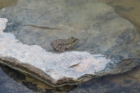 Frog sitting on a rock in the middle of the water.の写真素材