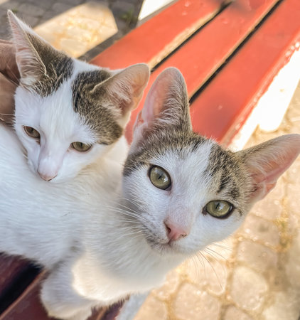 Close up of two cute white and gray cat sitting on the bench