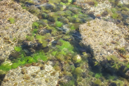 Green algae in the water, close-up. Nature background.