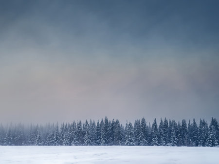 Foggy winter landscape with snow covered fir trees and blue skyの素材