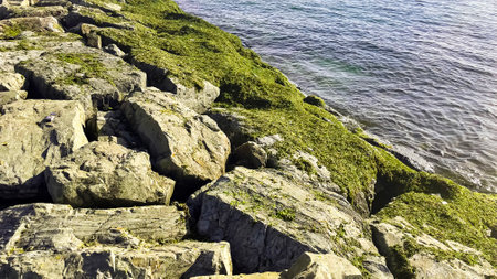 rocky coast of the sea with green algae in summerの写真素材