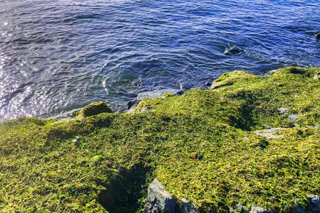 Seascape with rocks covered with moss and algae on the shoreの写真素材