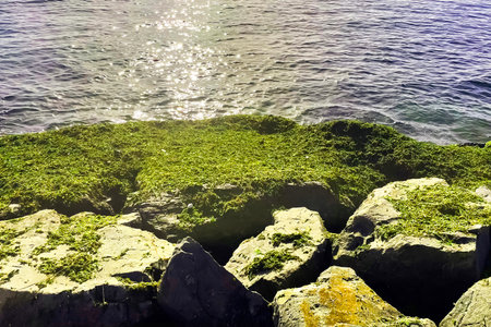Beautiful seascape with green algae on the rocks at sunsetの写真素材