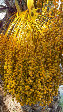 The Date Tree. A Unique Natural Wonder with Its Historical Journey from Past to Present and the...