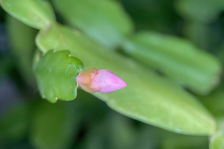 Close up of cactus flower on blurred background. Macro shot.Christmas cactus, Thanksgiving cactus, crab cactus and holiday cactus. Close-up. Macro photo.の写真素材