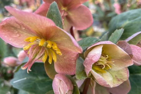Helleborus roseus is a species of flowering plant in the rose family.の写真素材