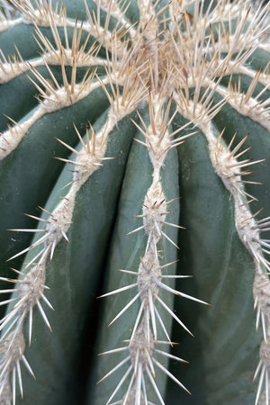 Cactus close up. Natural background. Photo for your design.の写真素材